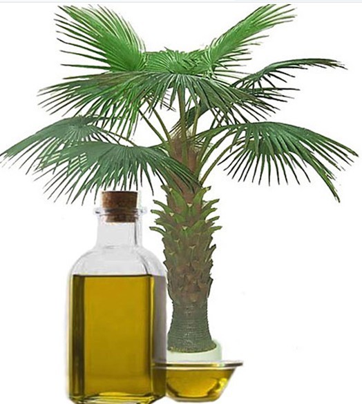棕榈油