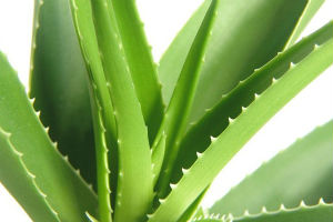 芦荟
