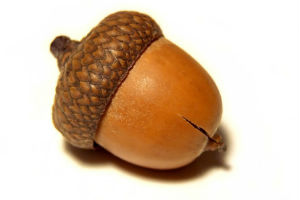 橡实