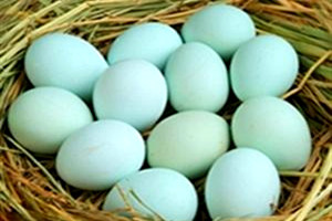 乌鸡蛋(绿皮)