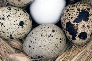 鹌鹑蛋