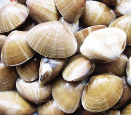 蛤蛎