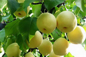 锦丰梨