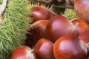 栗子(河北迁西)