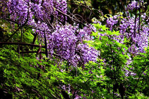 紫藤花