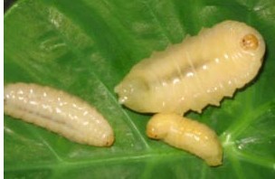 蜂蛹（大黄蜂）