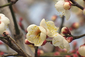 白梅花