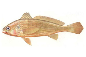 黄鱼（小黄花鱼）