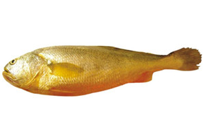 黄鱼（大黄花鱼）