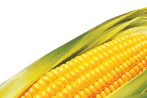 玉米