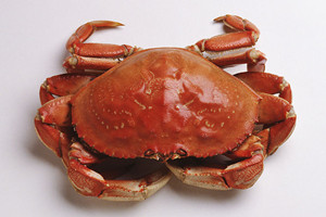 螃蟹
