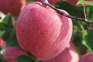 红富士苹果