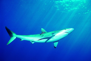 鲨鱼