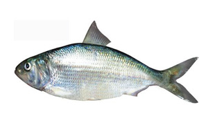 鲥鱼